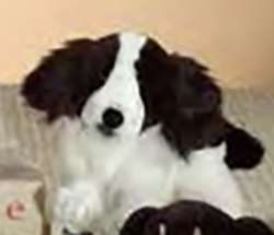 Dakin Plush Brinkley the Springer Spaniel Stuffed Animal