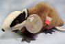 Coca Cola Bean Bag Plush Badgey the Badger from Czech Republic - (International Series 3 Retired 1999) The Badger represents the Czech Republic where citizens have been enjoying Coca-Cola since 1971 and case sales of the product are growing 15% per year. 8 inches