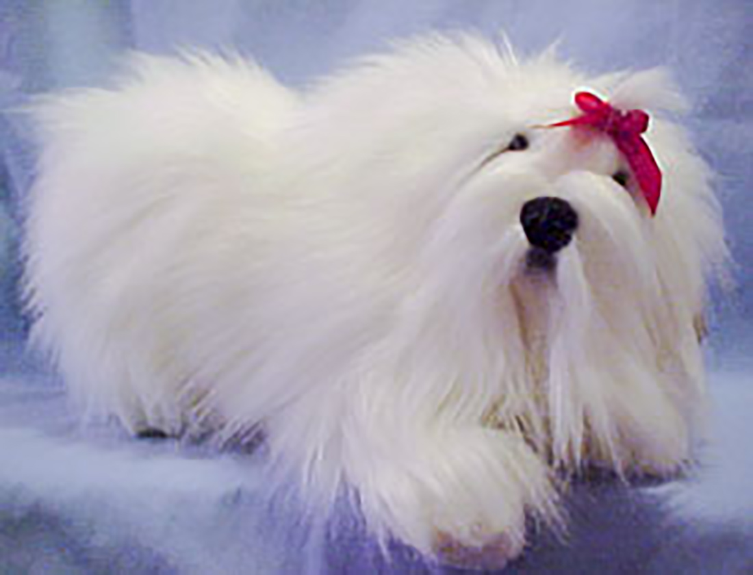 Lou Rankin Plush Maltese Stuffed Animals